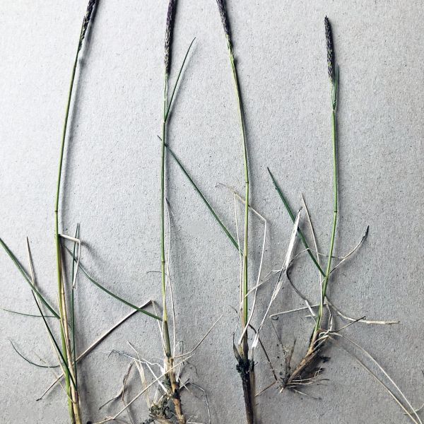 Calamagrostis neglecta groenlandica Op Dovre 2020.07 1 R.Elven a